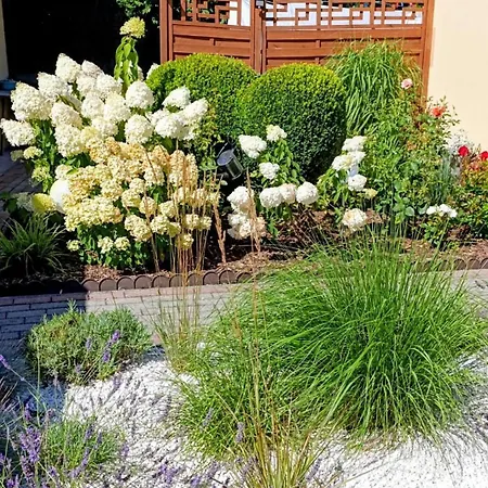 Goscinne Roza Wiatrow